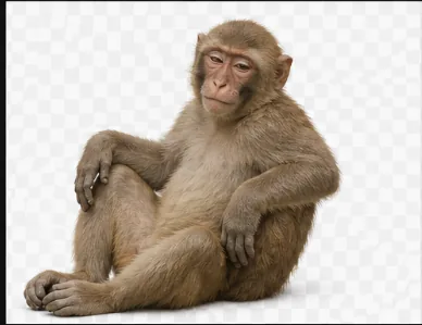 Monkey
